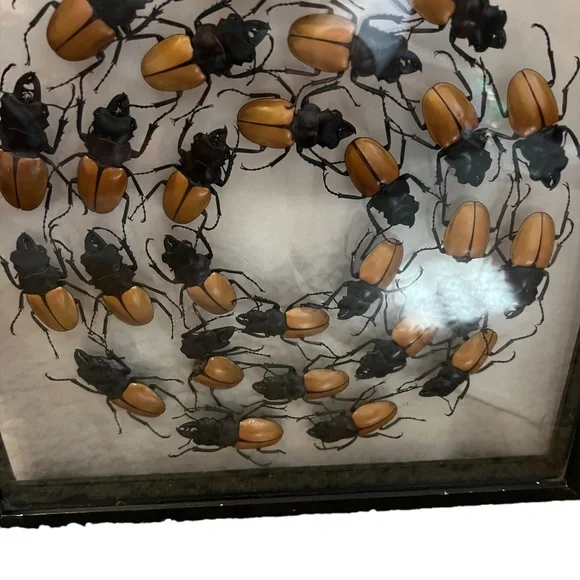 Beetles‎ Faux Library Studio Props